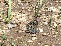 Euphilotes battoides