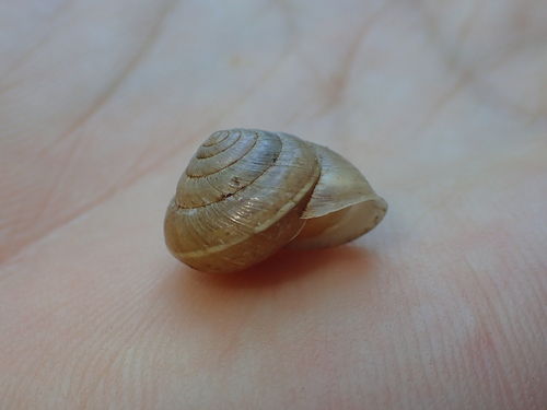 Hedge Snail