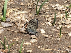 Euphilotes battoides