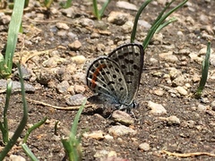 Euphilotes battoides