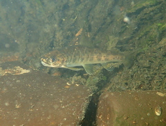 Salmo salar