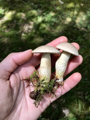 Retiboletus griseus