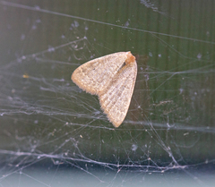 Protodeltote albidula