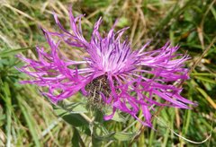 Centaurea nervosa