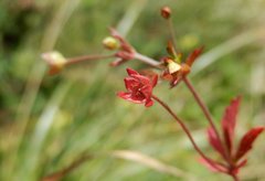 Potentilla erecta