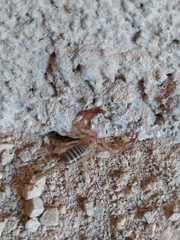 Euscorpius balearicus