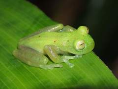 Nymphargus grandisonae