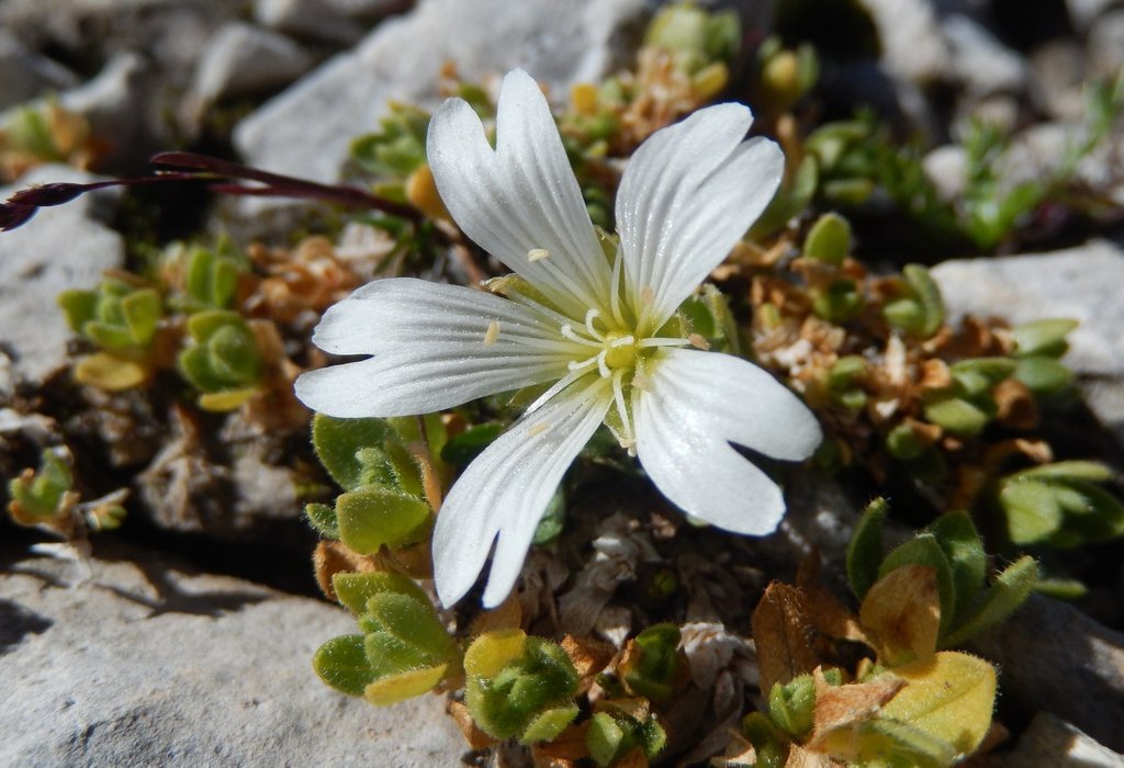 One-flowered Mouse-ear