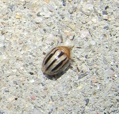 Agroiconota bivittata