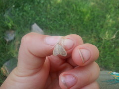 Lomographa glomeraria