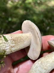 Retiboletus griseus