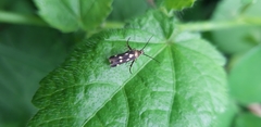 Eretmocera
