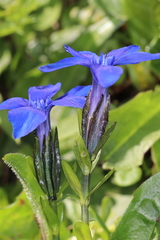 Gentiana bavarica