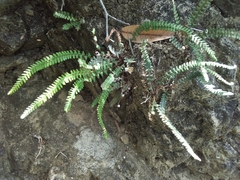 Notholaena trichomanoides