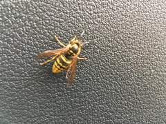 Dolichovespula saxonica