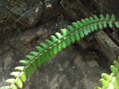 Notholaena trichomanoides