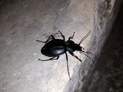 Carabus caelatus dalmatinus