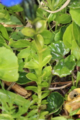 Gentiana bavarica
