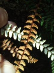 Notholaena trichomanoides