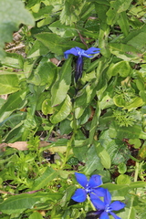 Gentiana bavarica