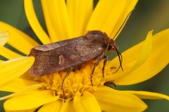 Eriopygodes imbecilla