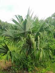 Sabal mauritiiformis