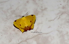 Nepheloleuca illiturata