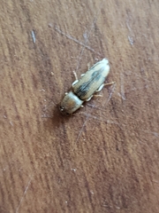 Conoderus vespertinus