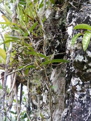 Maxillaria parviflora