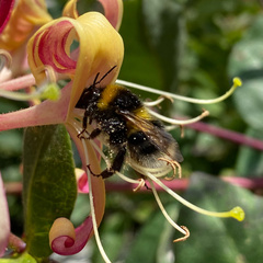 Bombus hortorum