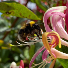 Bombus hortorum