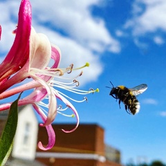 Bombus hortorum