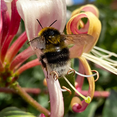 Bombus hortorum