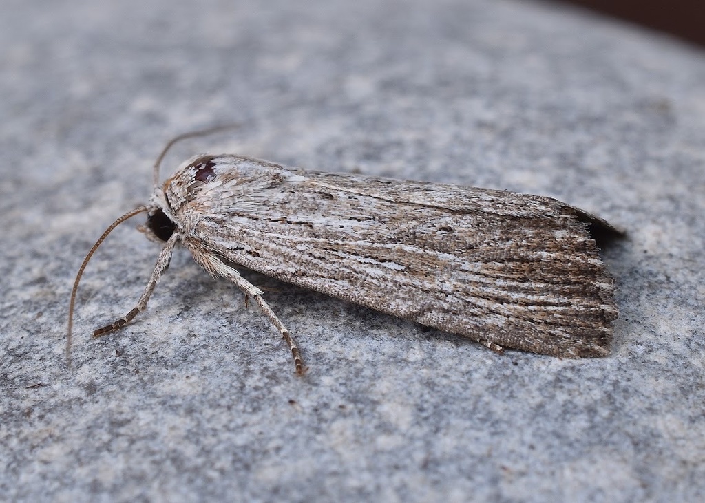 Fine-lined Sallow