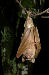 Epomophorus gambianus