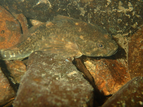 Cottus perifretum