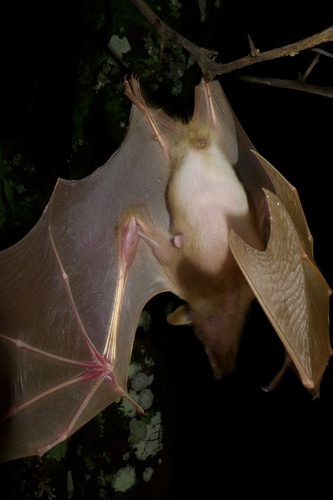 Epauletted Fruit Bats