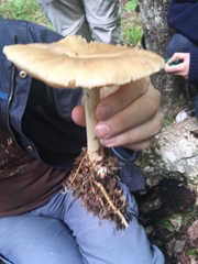 Megacollybia