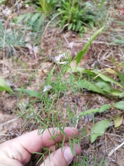 Astragalus arenarius