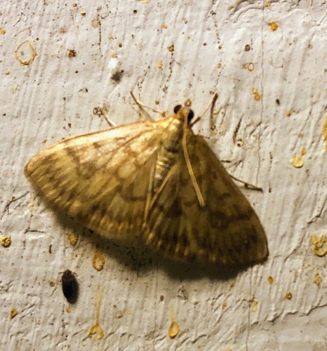 Saw-toothed Crocidophora Moth photo 5