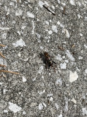 Neoclytus scutellaris