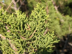 Juniperus turbinata