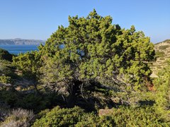 Juniperus turbinata