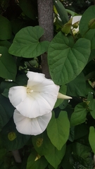 Calystegia silvatica