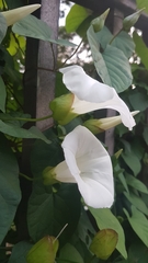 Calystegia silvatica