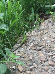 Lacerta viridis