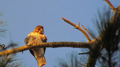 Buteo albigula