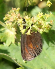 Erebia eriphyle