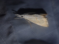 Haimbachia placidellus