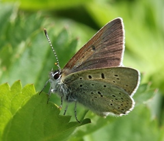 Lycaena tityrus subalpina